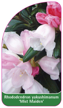 Rhododendron yakushimanum 'Mist Maiden'