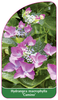Hydrangea macrophylla 'Camino'