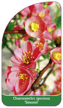 Chaenomeles speciosa 'Simonii'