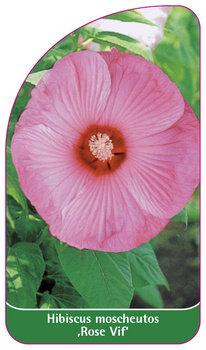 Hibiscus moscheutos ,Rose Vif'