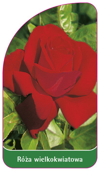 Róza wielkokwiatowa Nr. 210