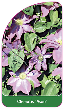 Clematis 'Asao'