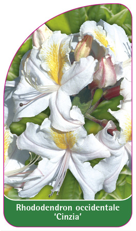 Rhododendron occidentale 'Cinzia'