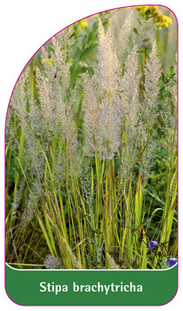 Stipa brachytricha