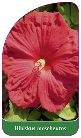 Hibiscus moscheutos