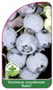 Vaccinium corymbosum 'Rubel'