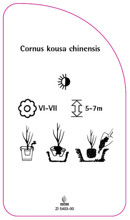 Cornus kousa chinensis
