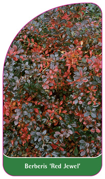 Berberis 'Red Juwel'