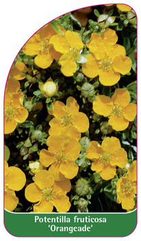 Potentilla fruticosa 'Orangeade'