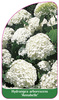 Hydrangea arborescens 'Annabelle'