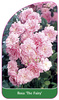 Rosa 'The Fairy'