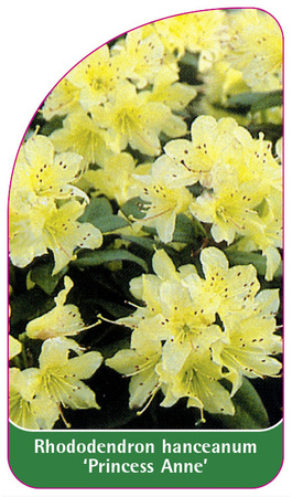 Rhododendron hanceanum 'Princess Anne'