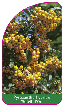 Pyracantha hybride 'Soleil d'Or'