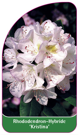 Rhododendron-Hybride 'Kristina'