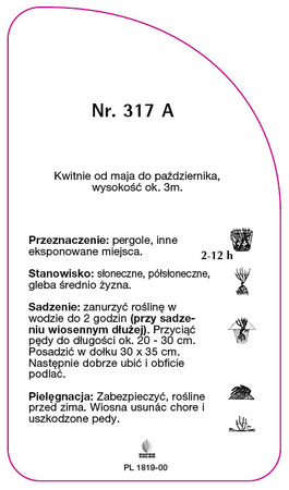 Roza pnaca Nr. 317 A