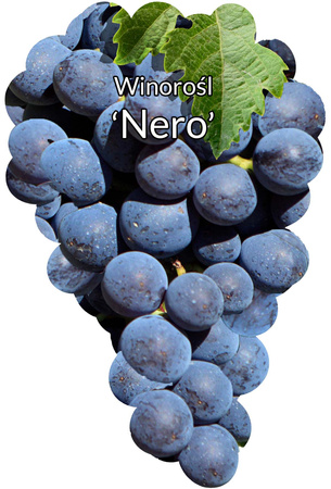 Winorośl Nero