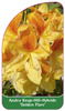 Azalea Knap-Hill-Hybride 'Golden Flare'