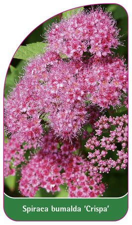 Spiraea bumalda 'Crispa'