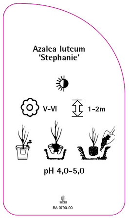 Azalea luteum 'Staphanie'