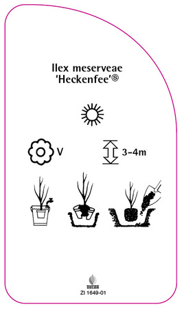 Ilex meserveae 'Heckenfee'
