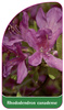 Rhododendron canadense