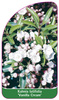 Kalmia latifolia 'Vanilla Cream'
