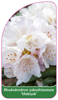 Rhododendron yakushimanum 'Makiyak'