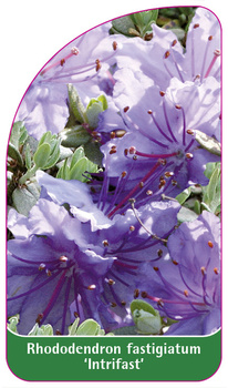Rhododendron fastigiatum 'Intrifast'