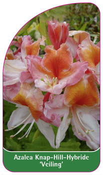 Azalea Knap-Hill-Hybride 'Veiling'