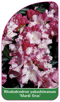 Rhododendron yakushimanum 'Mardi Gras'