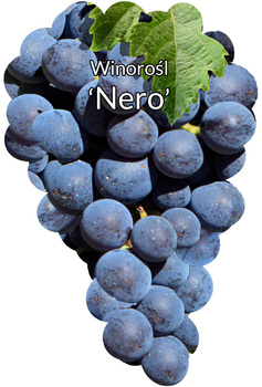 Réva vinná Nero