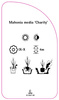 Mahonia media 'Charity'