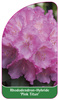 Rhododendron-Hybride 'Pink Titan'
