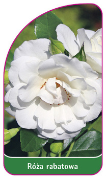 Róza rabatowa Nr. 103