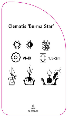 Clematis 'Burma Star'