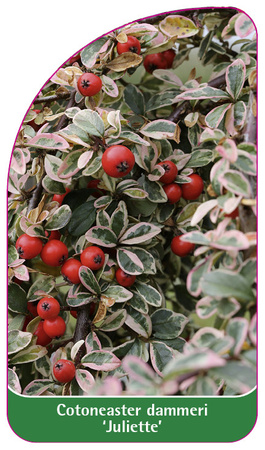 Cotoneaster dammeri 'Juliette'