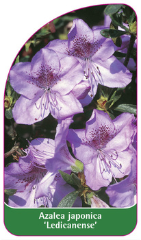 Azalea japonica 'Ledicanense'