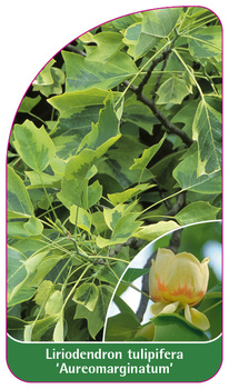 Liriodendron tulipifera 'Aureomarginatum'