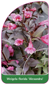 Weigela florida 'Alexandra'