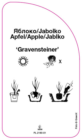 Jablon 'Gravensteiner'