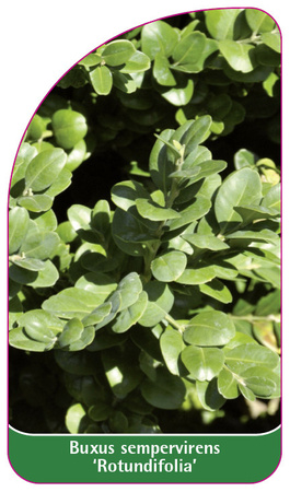 Buxus sempervirens 'Rotundifolia'