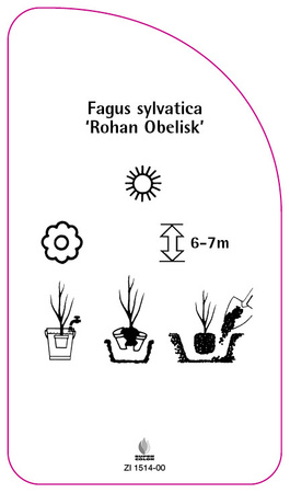 Fagus sylvatica 'Rohan Obelisk'