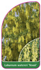 Laburnum watereri 'Vossii'