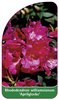 Rhododendron williamsianum 'Aprilglocke'