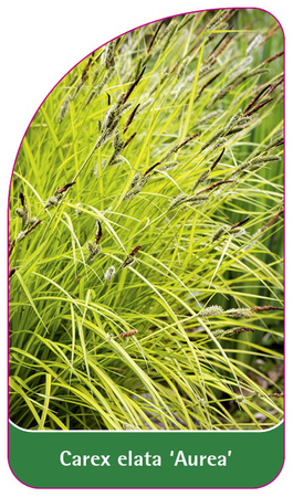 Carex elata 'Aurea'