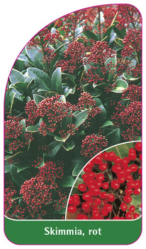 Skimmia , rot