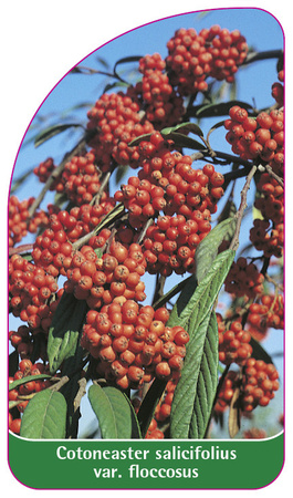 Cotoneaster salicifolius var. floccosus