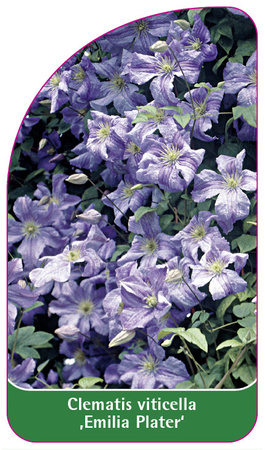 Clematis viticella 'Emilia Plater'