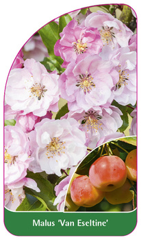 Malus 'Van Eseltine'