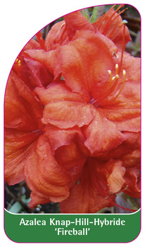 Azalea Knap-Hill-Hybride 'Fireball'